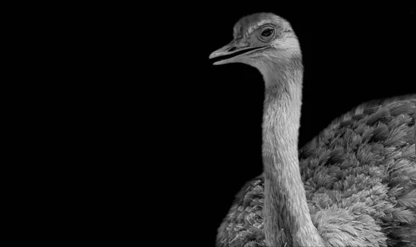 Big Ostrich Bird Nahaufnahme Gesicht Auf Dunklem Hintergrund — Stockfoto