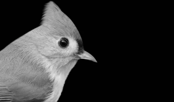 Beautiful Little Titmouse Bird Cute Face — Stock Photo, Image