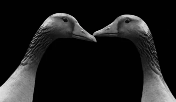 Twee Mooie Gans Glimlachen Gezicht Zwarte Achtergrond — Stockfoto