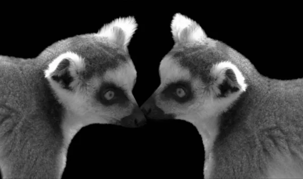 Karanlıkta Öpüşen İki Şirin Lemur