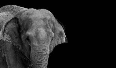 Siyah Arkaplanda Şirin Bebek Fil Yakın Çekimi