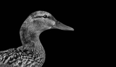 Siyah arka planda ördek gülen surat