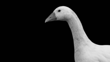 Siyah Arkaplanda Güzel Beyaz Kaz