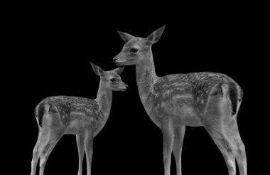 Anne ve Bebek Geyik Siyah arka planda duruyor