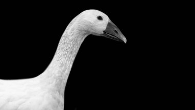 Güzel Su Kuşu Kaz Surat Siyah Arkaplanda