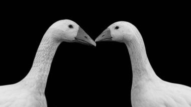 Siyah Arkaplanda İki Beyaz Evcil Kaz Yüzü