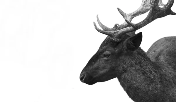 Veado Preto Com Grandes Chifres Fundo Branco — Fotografia de Stock