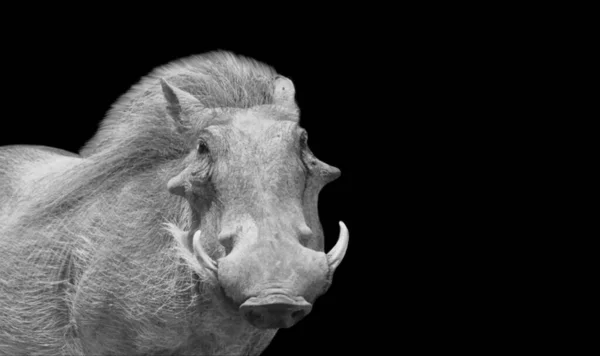 黒の背景に大きな歯のWarthog顔 — ストック写真