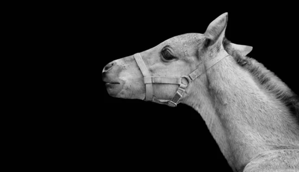 Cavalo Bebê Olhando Para Cima Fundo Preto Escuro — Fotografia de Stock