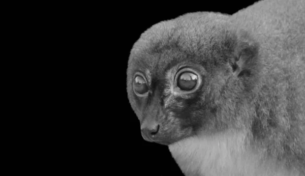 Malá Černá Bílá Lemur Closeup Tmavém Černém Pozadí — Stock fotografie