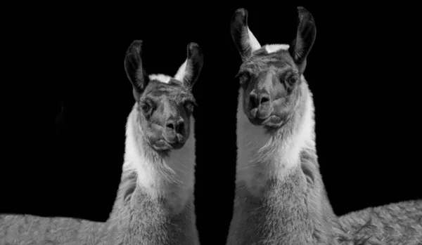 Deux Woolly Llama Tête Sur Fond Noir — Photo