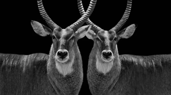 黒の背景に2つの大きな角の鹿のクローズアップ顔 — ストック写真