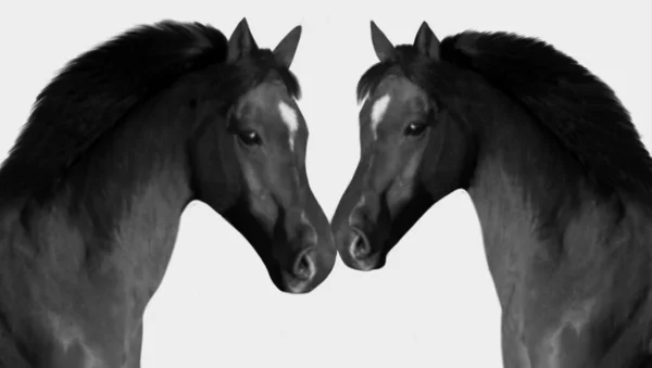 Twee Grote Haar Zwarte Paard Grijze Achtergrond — Stockfoto