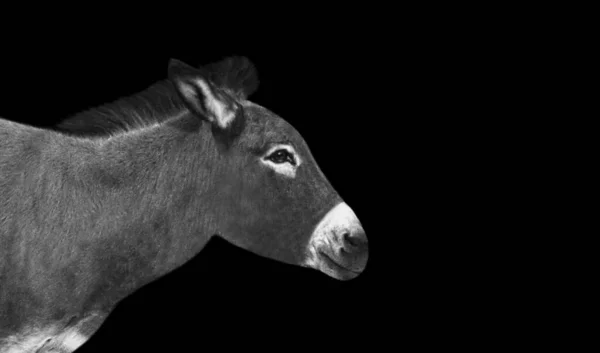 Burro Primer Plano Con Fondo Negro — Foto de Stock