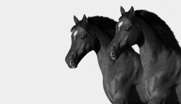 灰色の背景に2頭の黒い馬の頭 — ストック写真