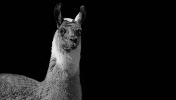 Black White Llama Дивлячись Перед Чорним Тлом — стокове фото