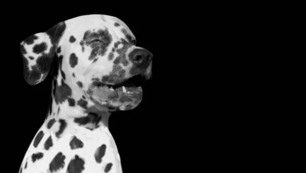 Beautiful Dalmatian Dog Black Spots Closeup Face — Stock Photo, Image