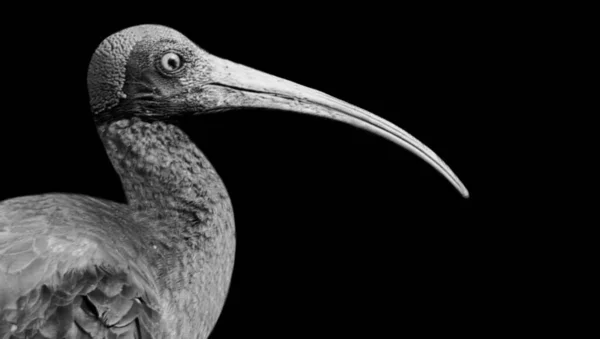 Довгий Дзьоб Ibis Птах Крупним Планом Обличчя Чорному Тлі — стокове фото