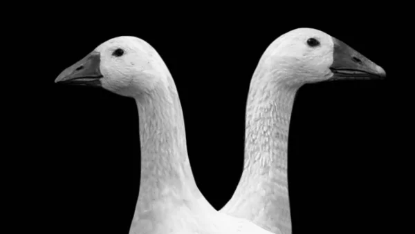 Couple Goose Looking Back Black Background — Stock Photo, Image