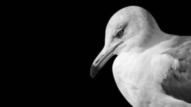 Siyah ve Beyaz Martı Kapanış Yüzü