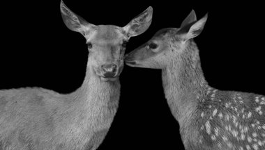 Dişi Geyik Öpüşen Erkek Geyik