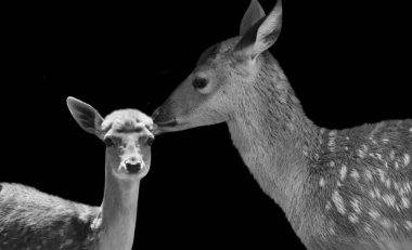 Anne Geyik Bebeğini Siyah Arkaplanda Öpüyor