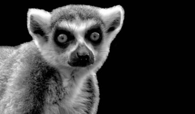 Siyah arka planda şirin Lemur Maymun Kapanış Yüzü