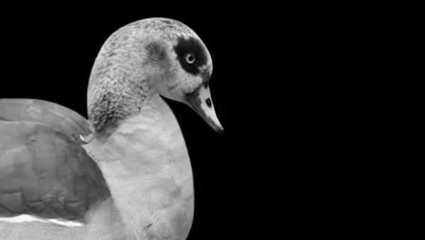 Goose Closeup Face Black Background — Stock Photo, Image