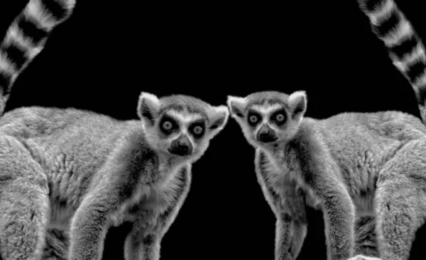 Dos Lémures Mirando Frente Juntos Sobre Fondo Negro — Foto de Stock