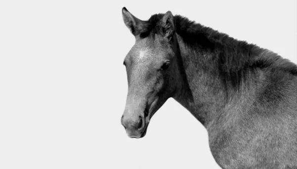 Caballo Blanco Negro Sobre Fondo Gris —  Fotos de Stock