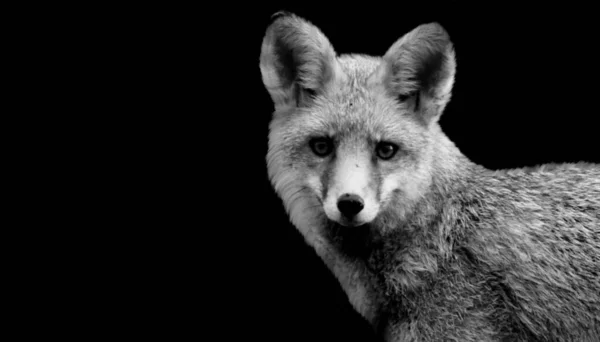 Aggressive Fox Closeup Face Black Background — Stock Photo, Image