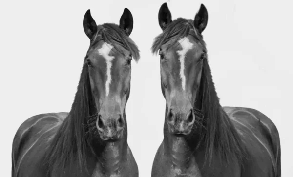 灰色の背景に一緒に立っている2頭の黒い馬 — ストック写真