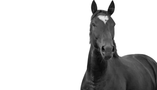 Όμορφο Μαύρο Άλογο Απομονώνονται Στο Λευκό Φόντο — Φωτογραφία Αρχείου
