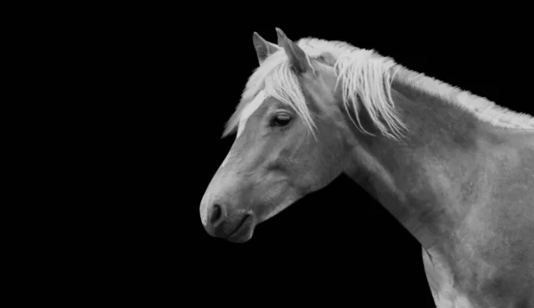 Üzgün Uzun Saçlı Yakın Çekim Yüzü — Stok fotoğraf