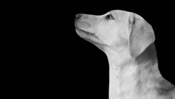Hermoso Perro Triste Mirando Hacia Arriba Fondo Negro Oscuro — Foto de Stock