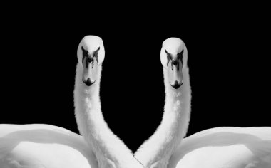 Siyah Arkaplanda İki Kuğu Yüzü