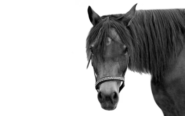 Kvinnelig Vakker Hest Klokketryne Hvit Bakgrunn – stockfoto