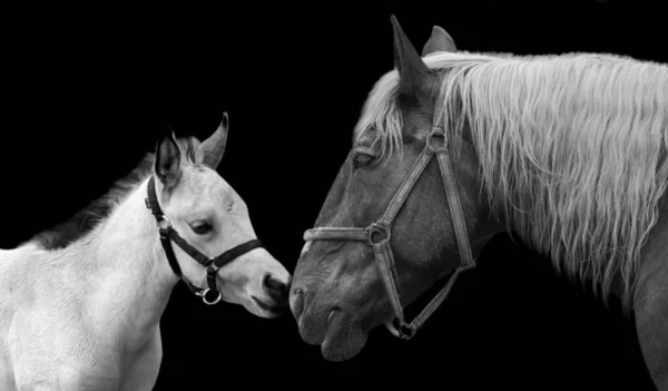 Mãe Cavalo Cuidando Seu Bebê — Fotografia de Stock