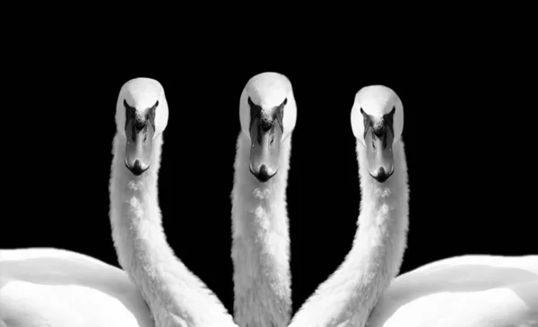 Três Cisne Olhando Frente Fundo Preto — Fotografia de Stock