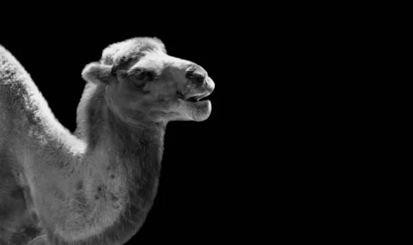 Glad Camel Närbild Den Mörka Bakgrunden — Stockfoto