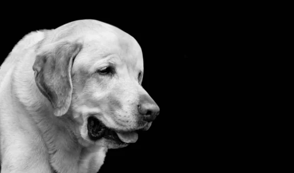 Boldogtalan Labrador Retriever Kutya Szomorú Arc Fekete Háttér — Stock Fotó