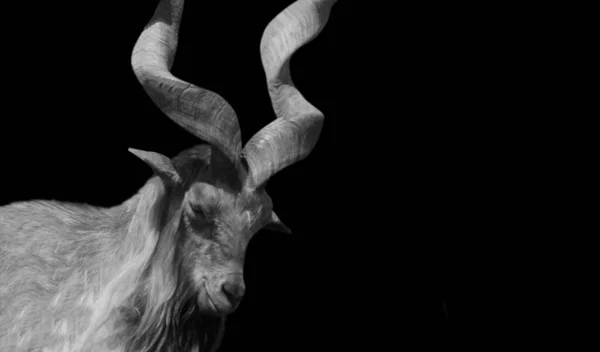 Big Horn Bukharan Markhor Cabra Fondo Oscuro — Foto de Stock