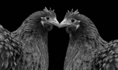 Siyah Arkaplanda İki Orpington Tavuk Surat