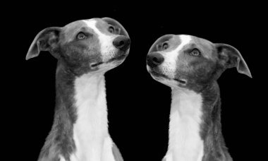 İki Şirin Kırbaç Köpeği Yukarı Bakıyor