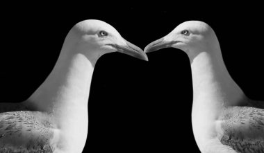 İki Martı Siyah Arkaplanda Öpüşüyor