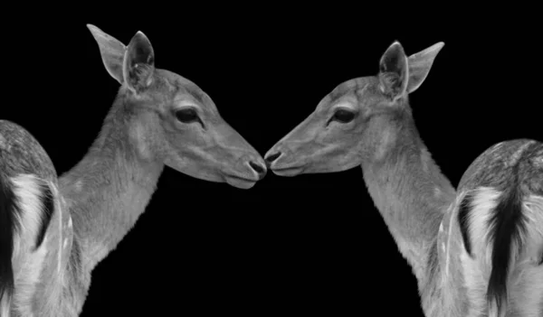 Ζευγάρι Φιλάει Στο Σκοτεινό Φόντο — Φωτογραφία Αρχείου