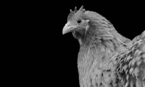Schöne Orpington Chicken Face Auf Dem Dunklen Hintergrund — Stockfoto