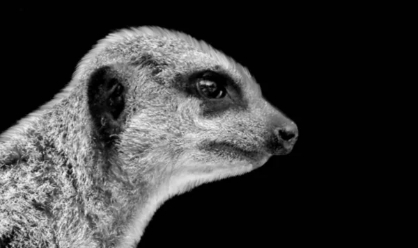 Zwart Wit Meerkat Close Zwarte Achtergrond — Stockfoto