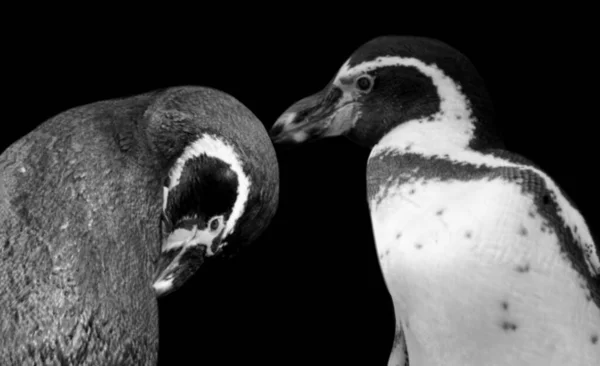 Cute Penguin Kissing Head Black Background — Stock Photo, Image