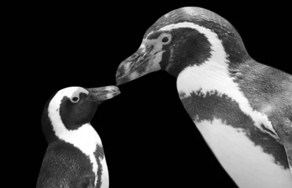 Mother Penguin Kissing Baby — Stock Photo, Image